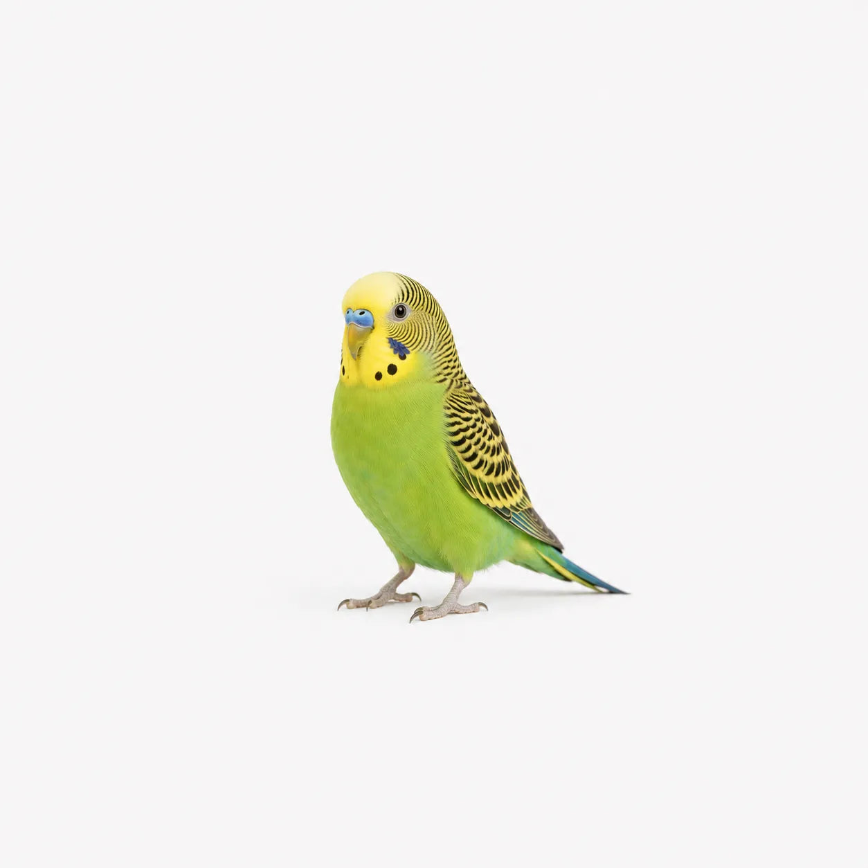 VOGELS